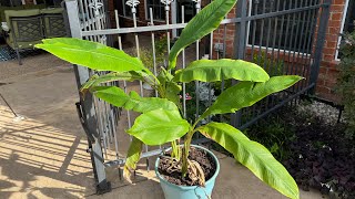 Musa Coccinea Update Since Spring [upl. by Roth]