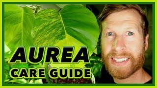 Monstera AUREA Deliciosa COMPLETE Care Guide [upl. by Alletsirhc]