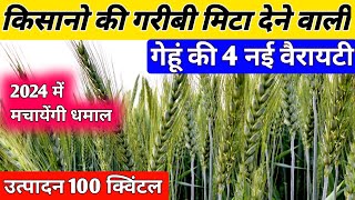 गेहूं की सबसे अधिक पैदावार देने वाली 4 नई वैरायटी ।। Wheat Top Variety in 2024 ।। गेंहू की नई किस्म [upl. by Lentha]