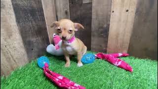 Meet Our Tiny Chihuahua Puppy Big Heart Tiny Paws  PuppyHeavencom [upl. by Naashar]