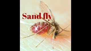 Sand fly [upl. by Klimesh]