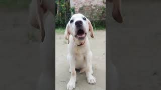 Labrador puppy barking [upl. by Dnaltiac]