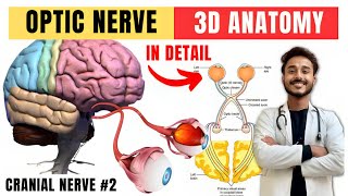 cranial nerve anatomy  visual pathway and lesions  cranial nerve 2 anatomy [upl. by Aelyak]