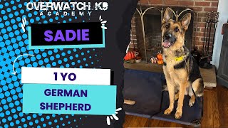 Sadie  1 Year Old German Shepherd  Reactivity Training  Obedience  Distraction Training [upl. by Erised41]