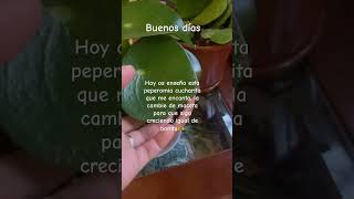 Peperomia cucharita peperomia plantsmakepeoplehappy plantas plant [upl. by Anamuj]