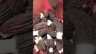 Morchella mushroom best for healthmushroom morchella morelmushrooms upajcareerinstitute [upl. by Lidda11]