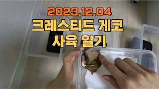 20231204 크레 사육 일기 개체 관리 브이로그 crested gecko breeding [upl. by Placida]