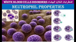 Lecture 11 Neutrophil Properties [upl. by Zimmerman]