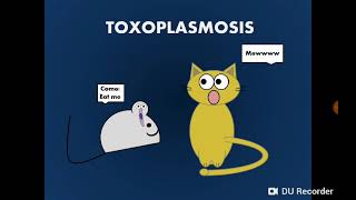 Toxoplasma gondii داء المقوسات داء القطط  التوكسوبلازما [upl. by Groome766]