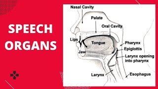 SPEECH ORGANS The Articulatory System of Speech [upl. by Llain158]