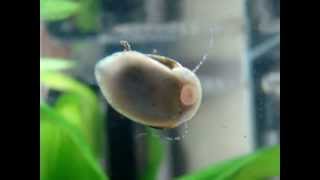 Closeup Nerite Snail cleans glass [upl. by Netty577]