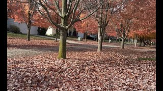 Fall garden clean up collecting Dichondra seed final mowing [upl. by Purvis]