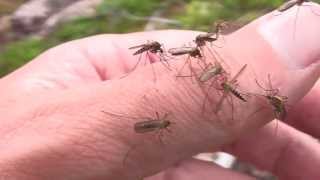 Lapland Mosquitoes [upl. by Cod632]