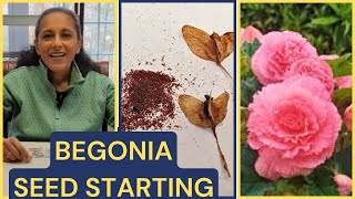 How To Grow Begonias From Seed [upl. by Teak]