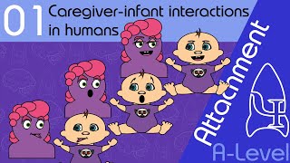 Caregiver infant interactions  Attachment ALevel Psychology [upl. by Keli]