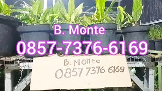 🔴085773766169 Mlm Senin B Monte [upl. by Volding410]