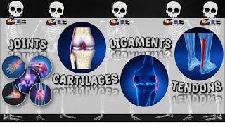 Joints Cartilage Ligament Tendon  Skeletal System  Bones  Science  Teacher Beth Class TV [upl. by Blondelle737]