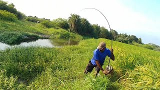 Amazing fishing  Catfish amp wallago fish catch [upl. by Pollak981]