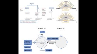 Antiplatelet therapy periPCI acute and longterm management Elias Hanna Univ Iowa [upl. by Nylloc]