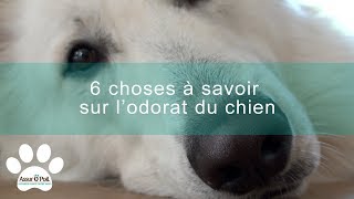 6 choses à savoir sur lodorat du chien  Assur OPoil [upl. by Appel]