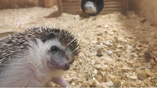 Hedgehog noises and sounds [upl. by Brenner]