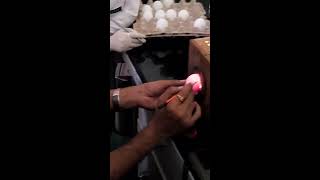 Egg Inoculation 13 Candling and marking of embryonated egg [upl. by Eveivenej]