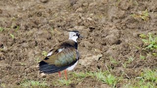 Northern Lapwing Vanellus vanellus ♂  Kiebitz 2 [upl. by Tanberg]