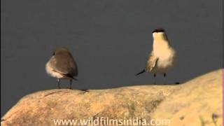 Pretty little Pratincoles [upl. by Ariaz]