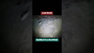 Lucky Goatfish ytviral beach fish yt fishing ocean ytshort ytshorts ytshortsindia [upl. by Malchus807]