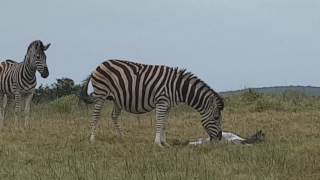 Rare Daytime Birth of Baby Zebra [upl. by Sybille317]