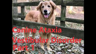 Canine Ataxia Vestibular Disorder Part 1 Golden Retriever [upl. by Navek498]