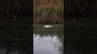 Dead cygnet in the Sankey canal sadly we found one of Cloud and Skyes cygnets dead [upl. by Tillman]