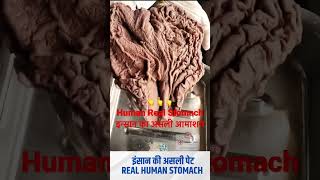 Real human stomach ll इंसान की असली पेट ll medical dr4u nursingexampreparation [upl. by Rockwell638]