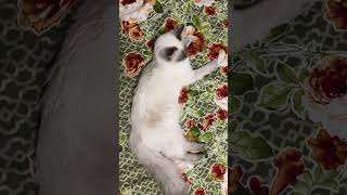 Relaxed but Alert Ragdoll Bella❤️ [upl. by Kozloski]