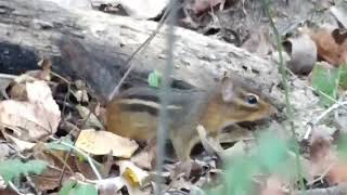 Eastern Chipmunk [upl. by Marutani991]