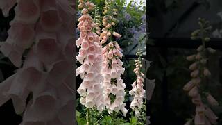 Foxglove gardenflowers flower garden nature gardening gardeningideas [upl. by Eimmelc]