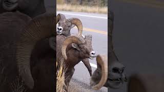 Big Horn Rams Butting Heads  Colorado Wildlife [upl. by Artemisa]