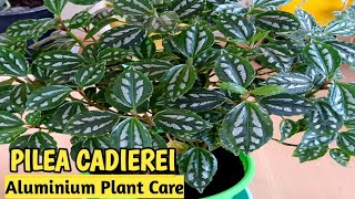 Pilea Cadierei  Aluminium plant  How to propagate and care Aluminum plant  Indoor Plant [upl. by Darnell]