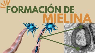 Producción y función de la mielina con SinapsisMx [upl. by Penni675]