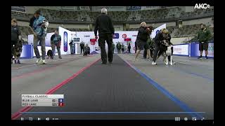 2023 CanAm Flyball Multibreed II Finals [upl. by Dressler]