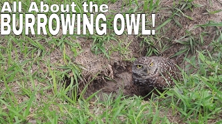 BURROWING OWL facts and information [upl. by Nylde]