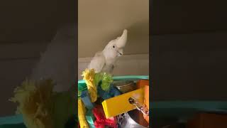 Goffin Cockatoo making a ruckus 😉 [upl. by Neira]