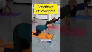 Benefits of Cat Cow  Marjariasana  yogasana shorts short [upl. by Ahsiekim]