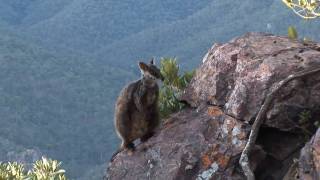 Brushtailed rock wallaby [upl. by Oberheim]