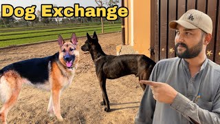 Dog Exchange Kr Lia Top Quality German Shepherd Se [upl. by Merrell197]