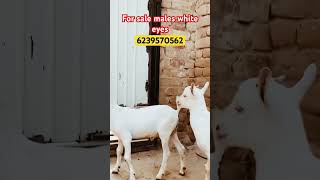 White eyes white colour barbari males for sale barbrigoat whitecolour barbarigoat farming [upl. by Odom295]