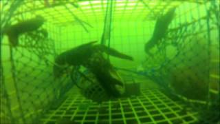 Lobsters filmed in a trap at the flying place cove [upl. by Llevaj]