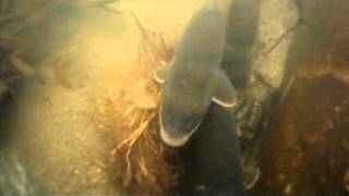 underwater sturgeon muskys and suckers at Ottertail and West Battle [upl. by Inalaehon941]