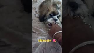 dog lover dog lover status dog lover movie dog lover song dog lover video dog lover prakash [upl. by Ahsinotna]