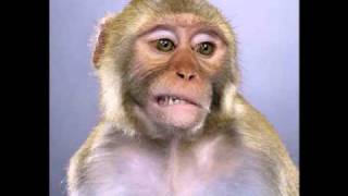 Funny Monkey pics [upl. by Grantland]